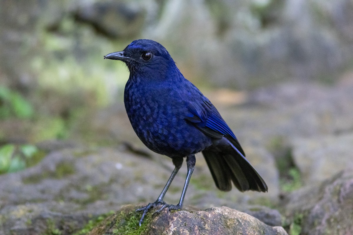 Javan Whistling-Thrush - Edward Jenkins