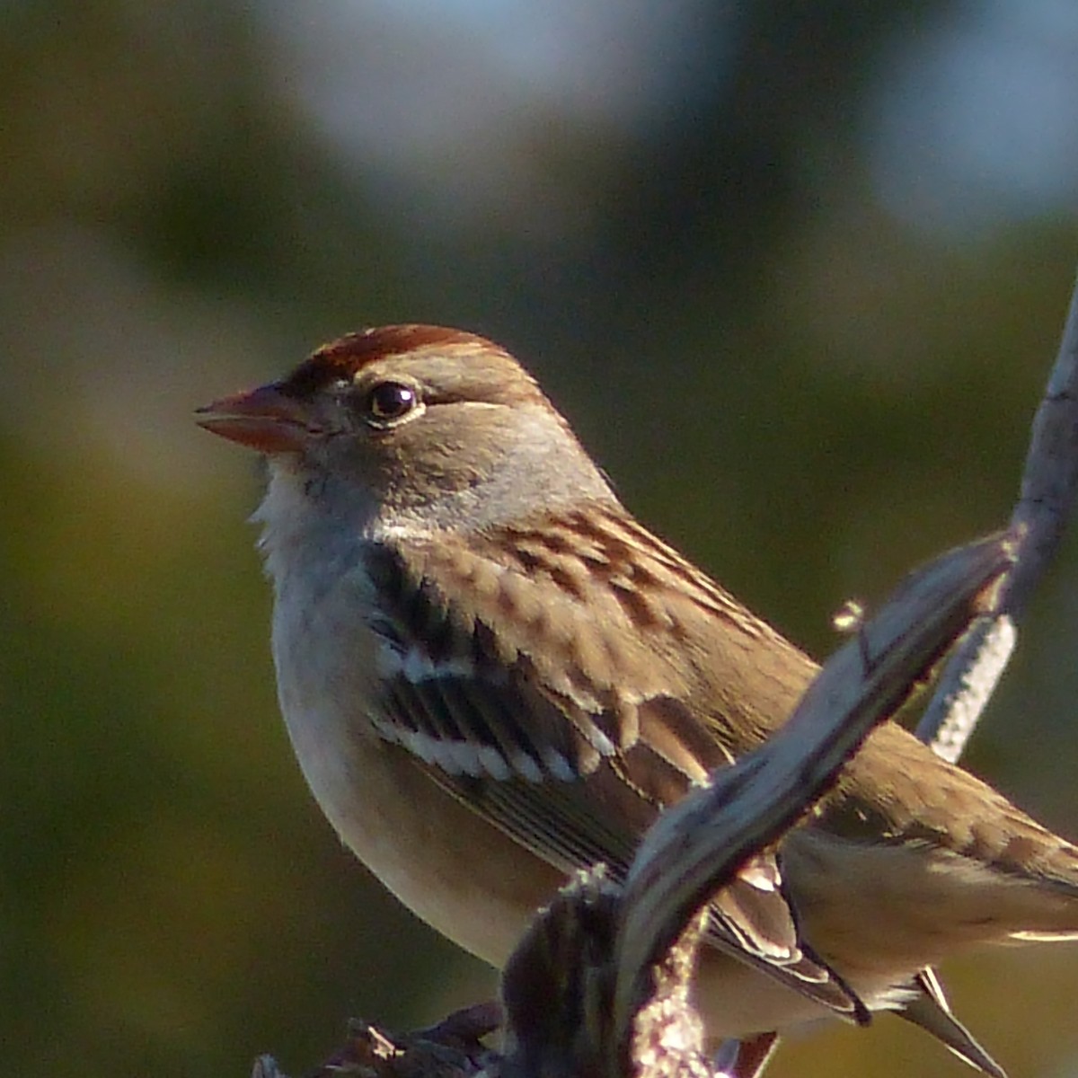 White-crowned Sparrow - Sam Skinner
