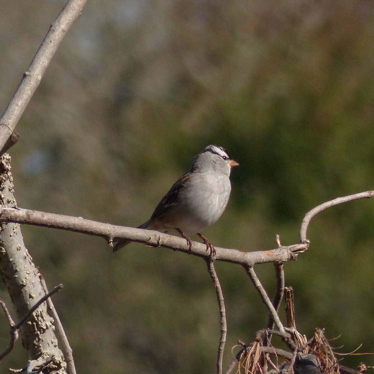 White-crowned Sparrow - ML601173251