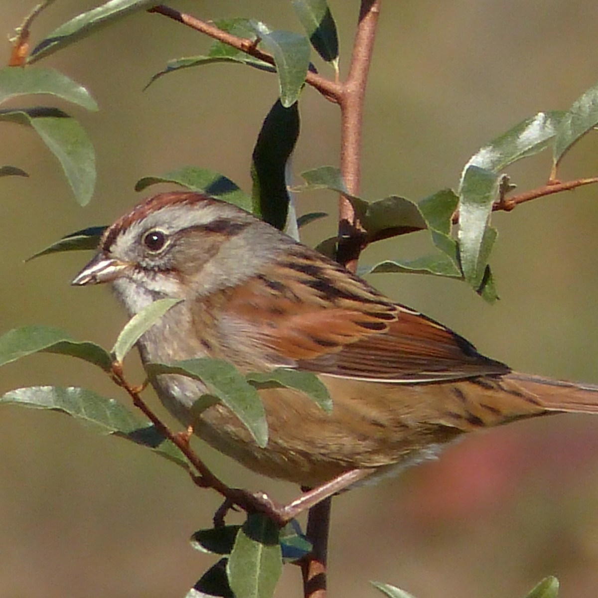 Swamp Sparrow - ML601173471