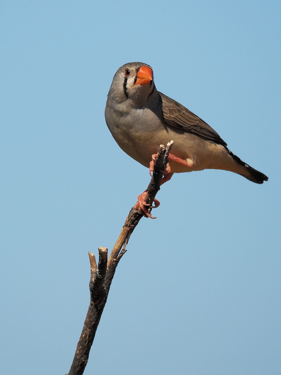 Zebra Finch - ML601174881