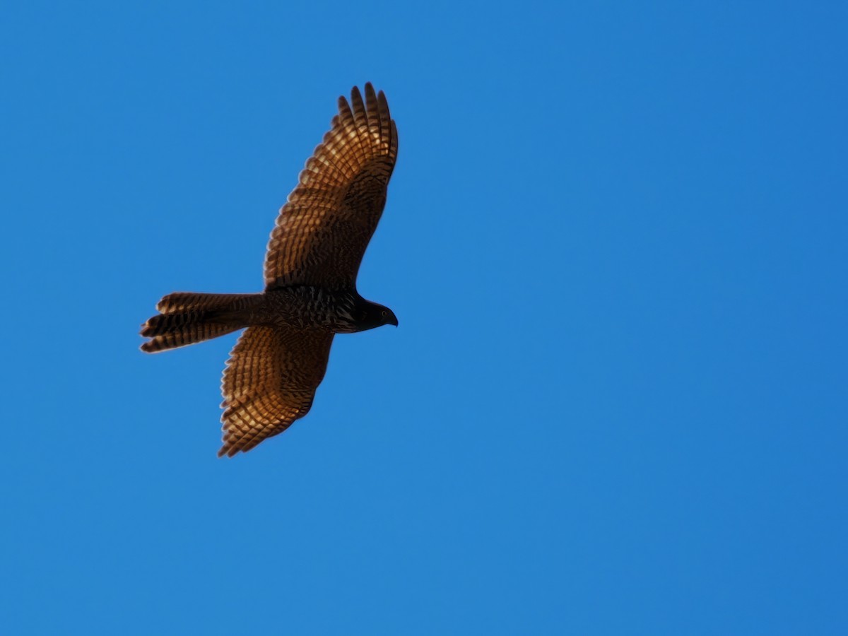 Brown Goshawk - Len and Chris Ezzy