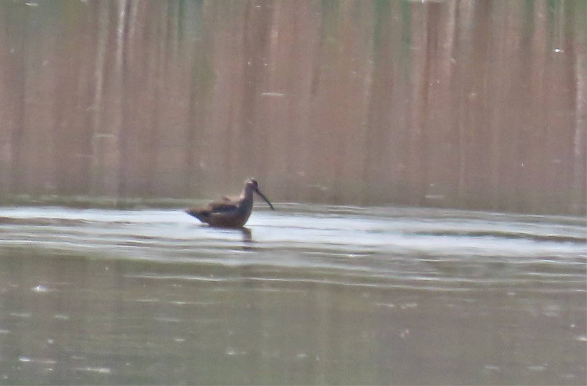 Long-billed Dowitcher - Robin Wolcott