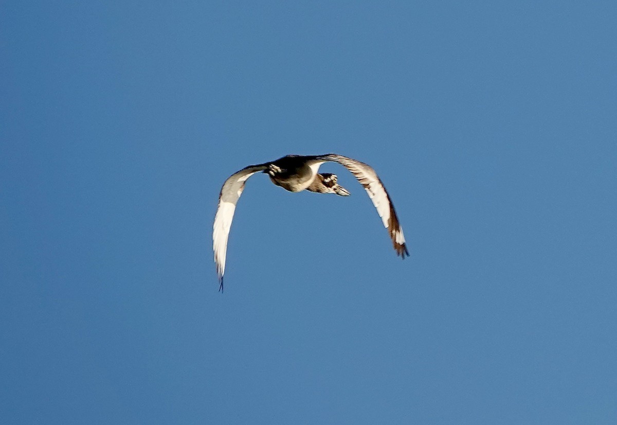 Beach Thick-knee - ML601176571