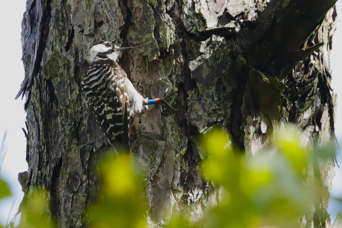 Red-cockaded Woodpecker - ML601177081