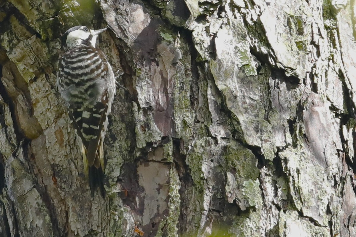 Red-cockaded Woodpecker - ML601177091