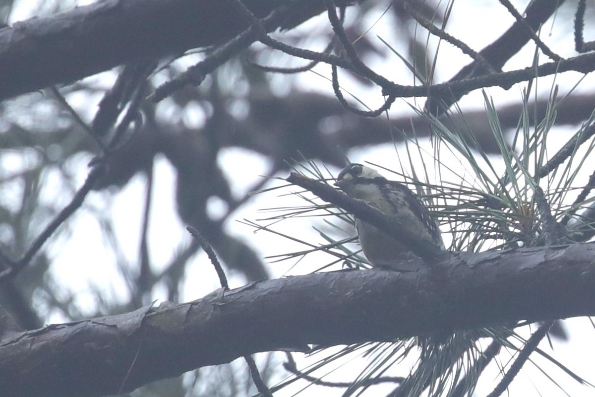 Red-cockaded Woodpecker - ML601177101