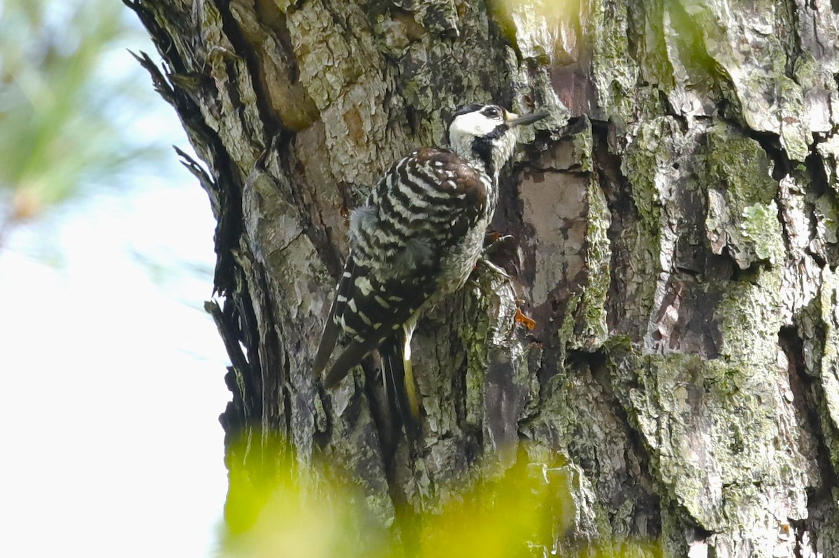 Red-cockaded Woodpecker - ML601177111