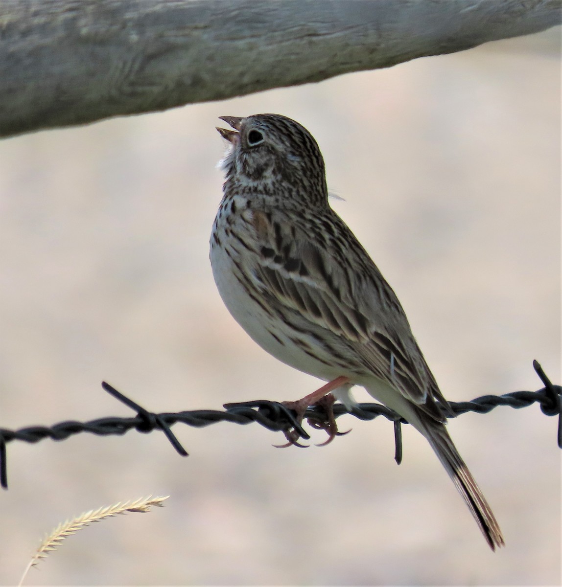 Vesper Sparrow - Robin Wolcott