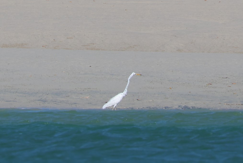 Great Egret - ML601178361