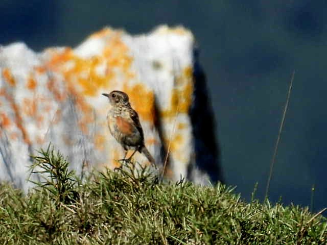 Whinchat - ML601179041