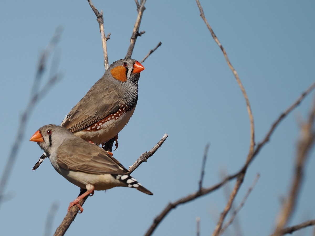 Zebra Finch - ML601179091