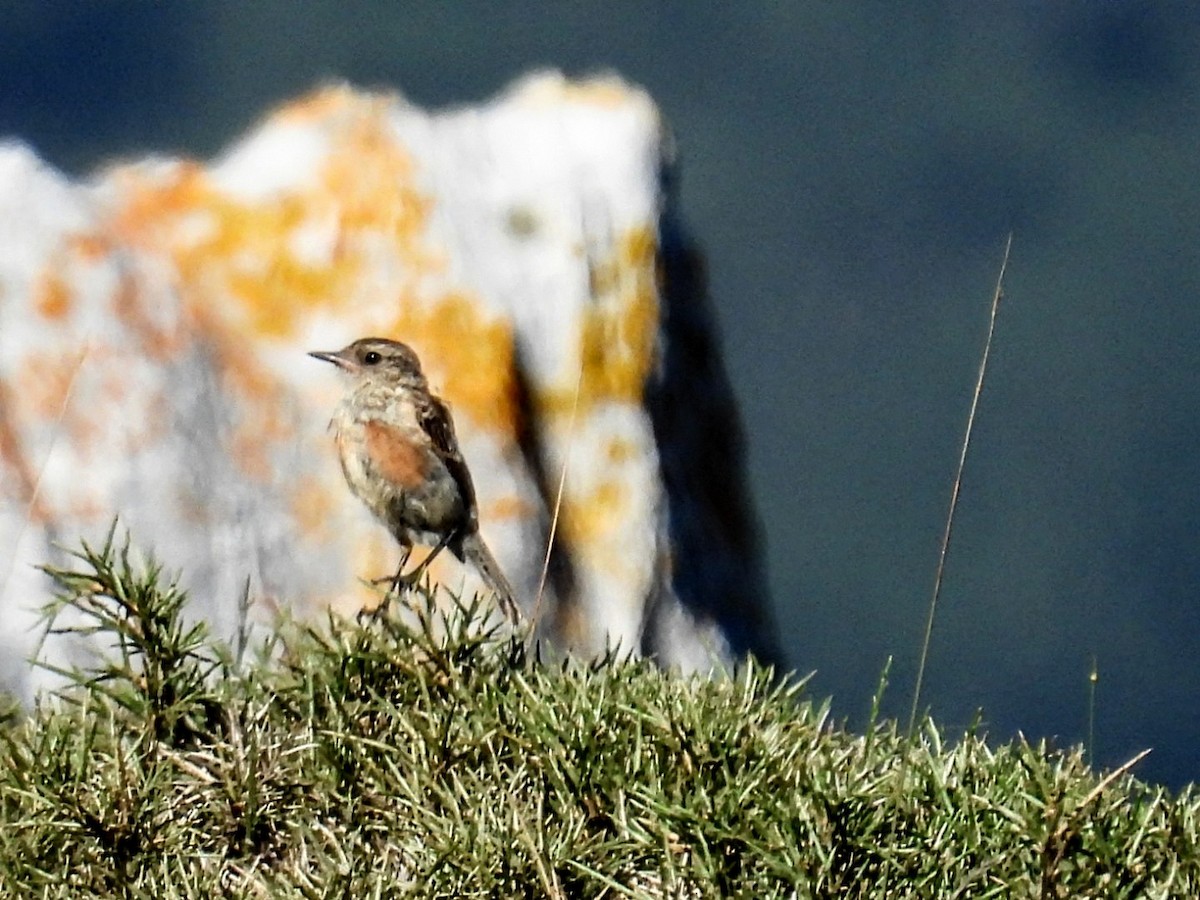 Whinchat - ML601179101