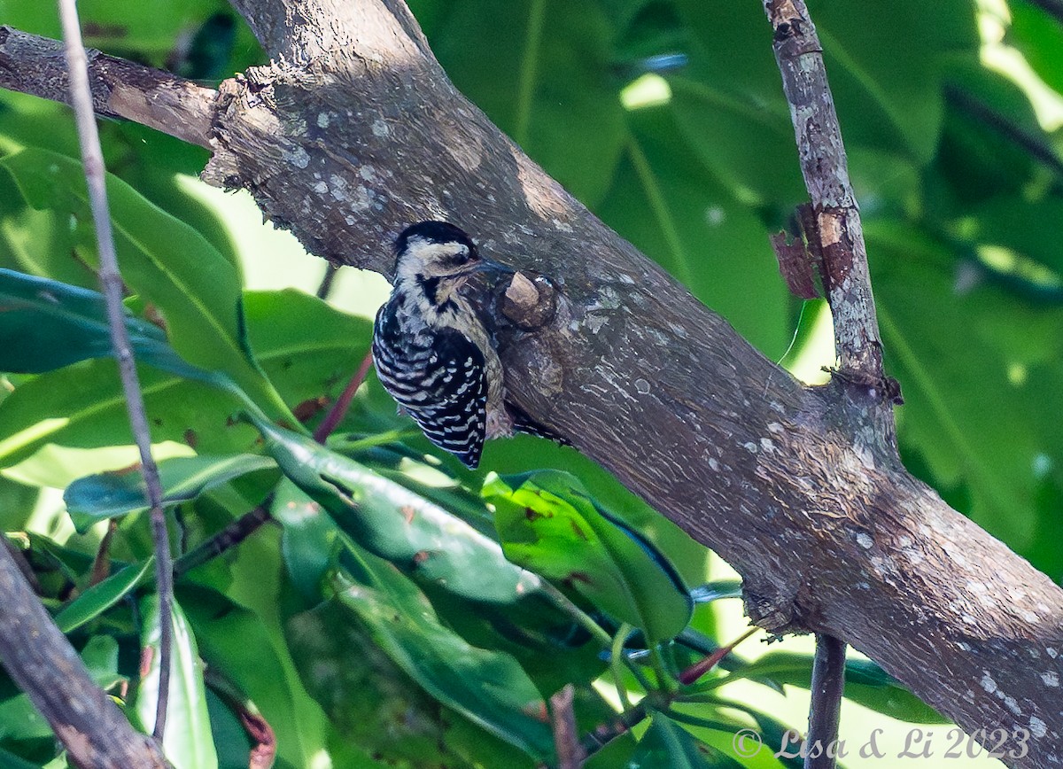 Freckle-breasted Woodpecker - ML601179681