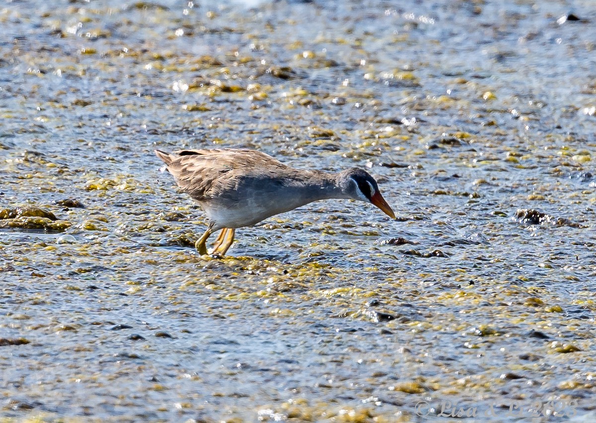 White-browed Crake - ML601180021