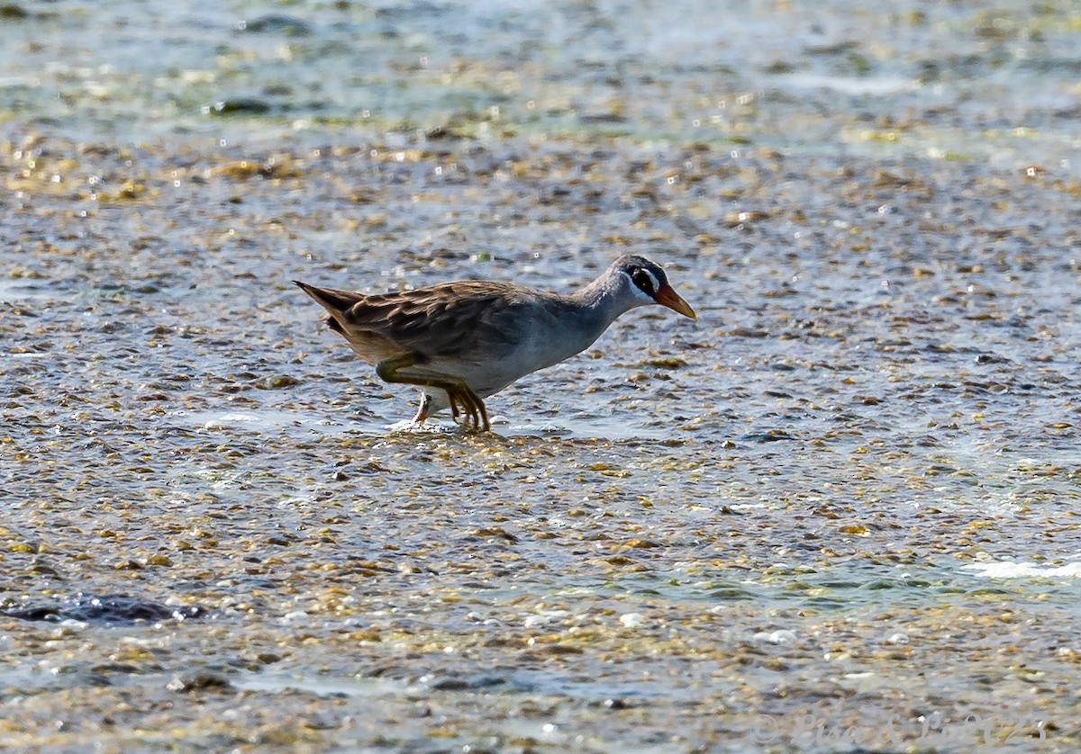 Weißbrauen-Sumpfhuhn - ML601180031