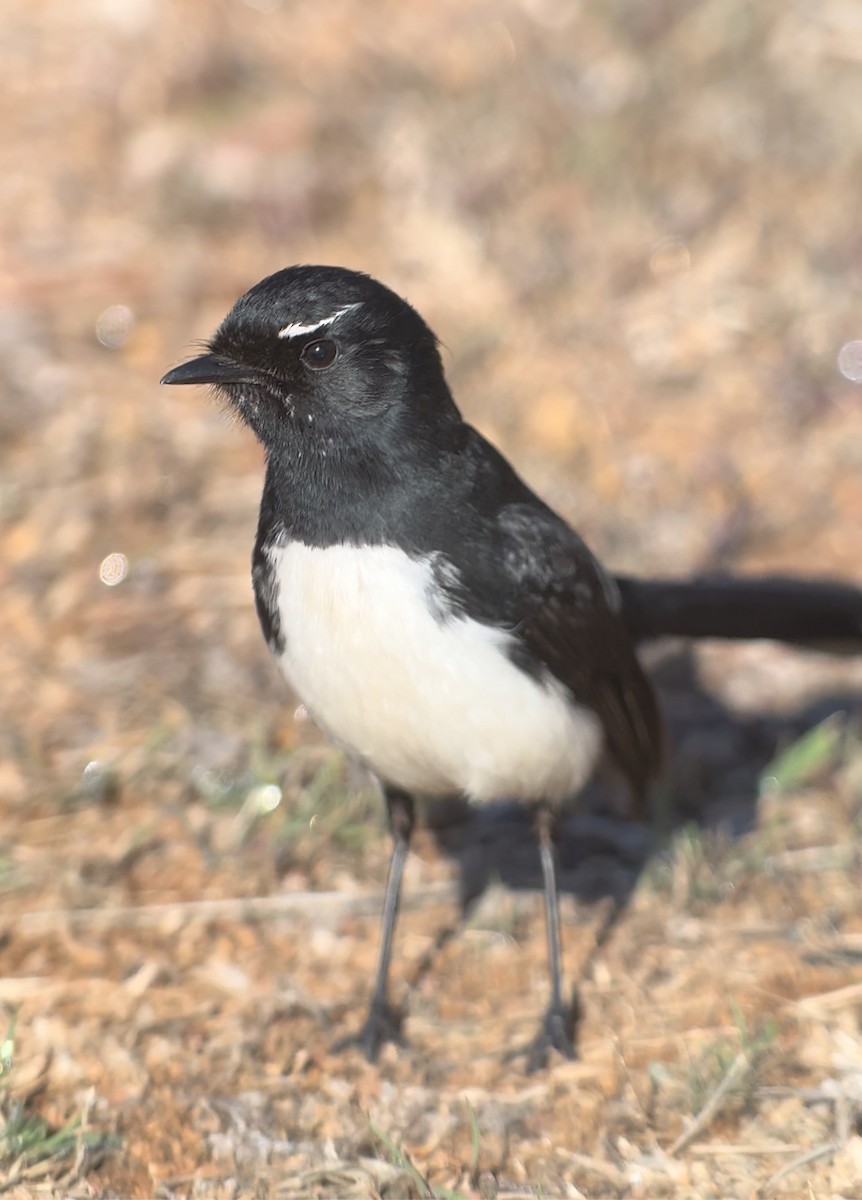 Willie-wagtail - ML601180641