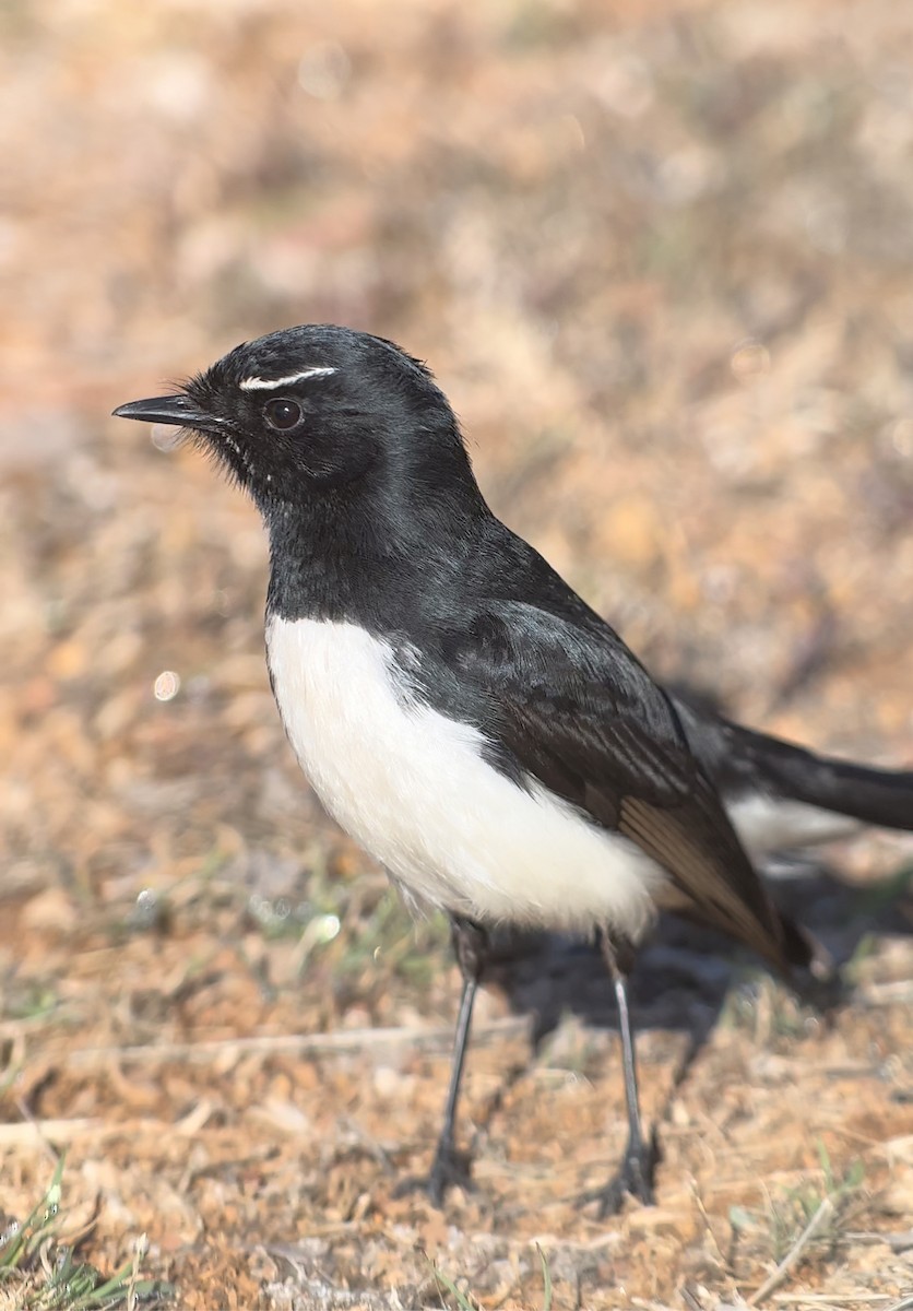 Willie-wagtail - ML601180651