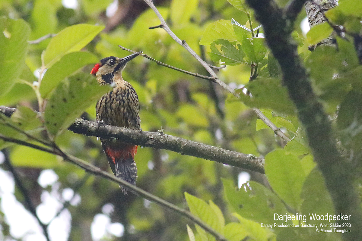 Darjeeling Woodpecker - ML601181281