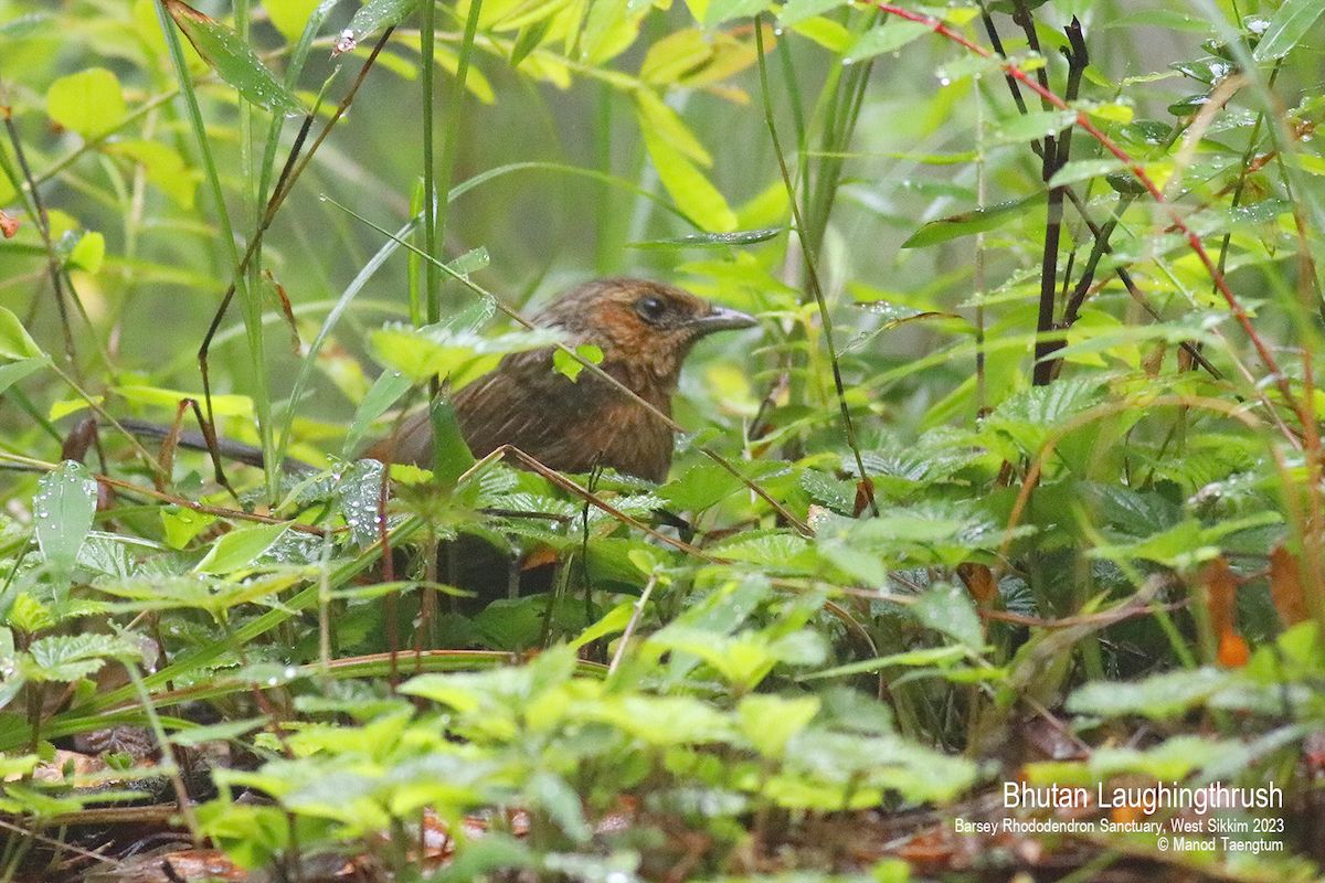 Streaked Laughingthrush - ML601181561