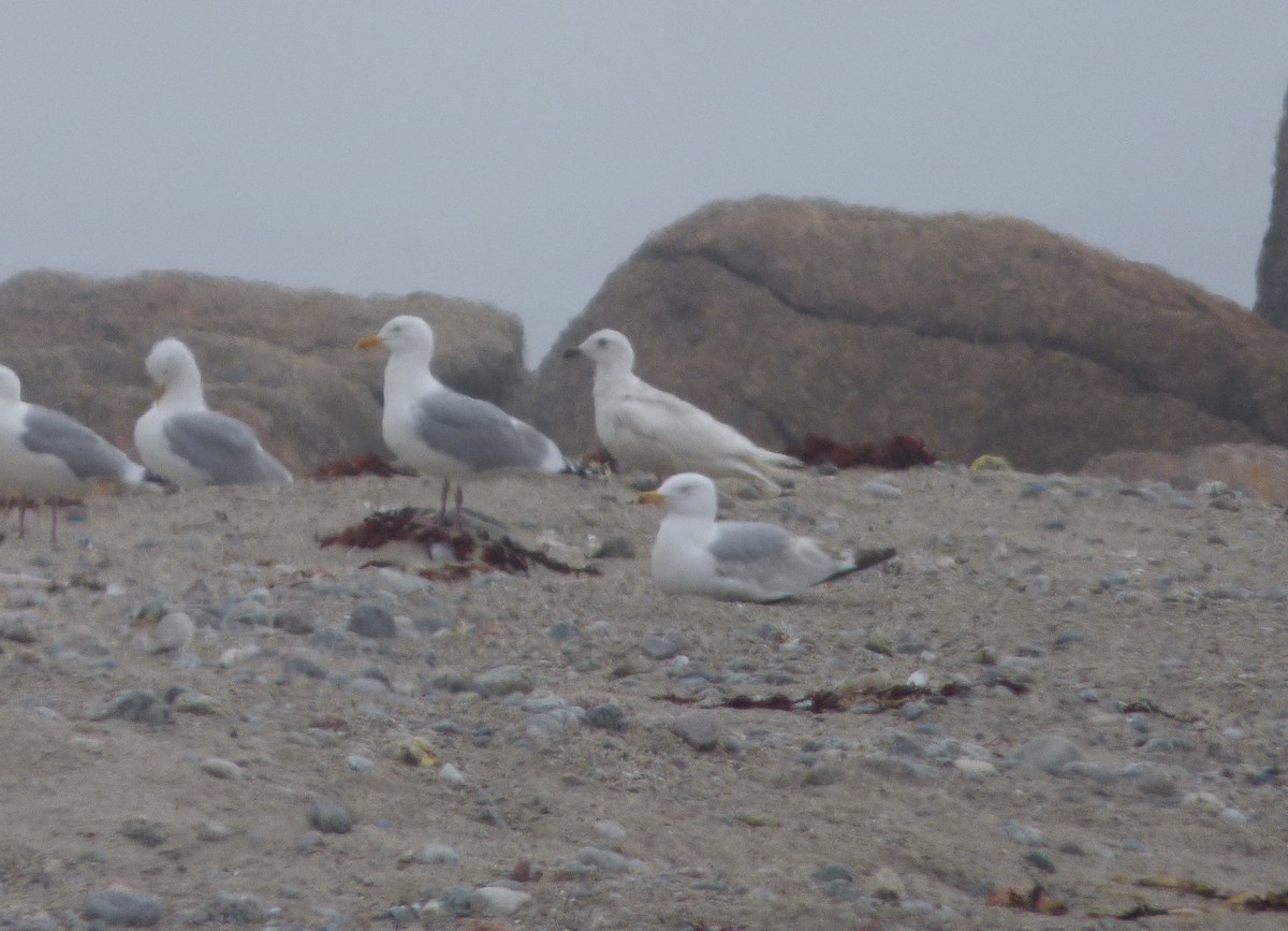 Gaviota Groenlandesa (kumlieni/glaucoides) - ML60118171