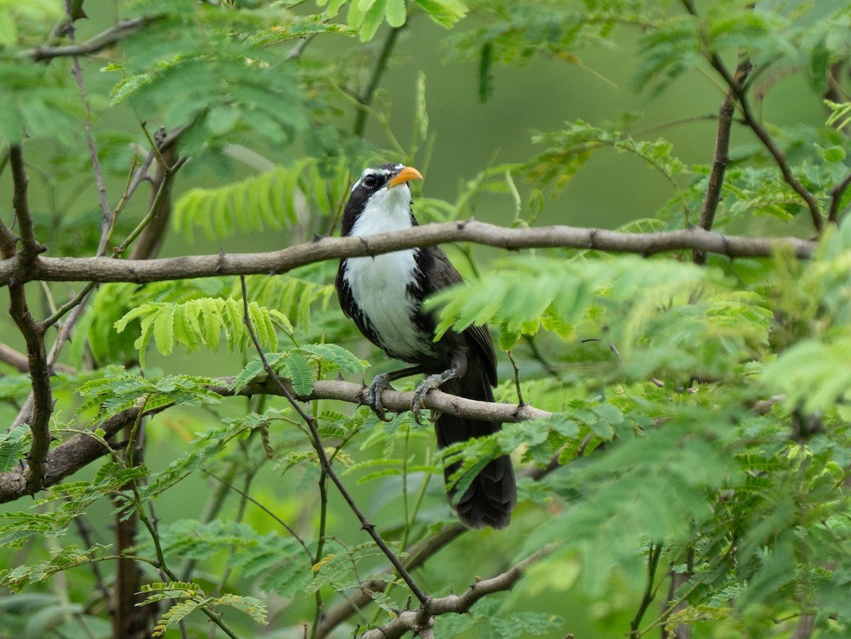 Indian Scimitar-Babbler - ML601183251