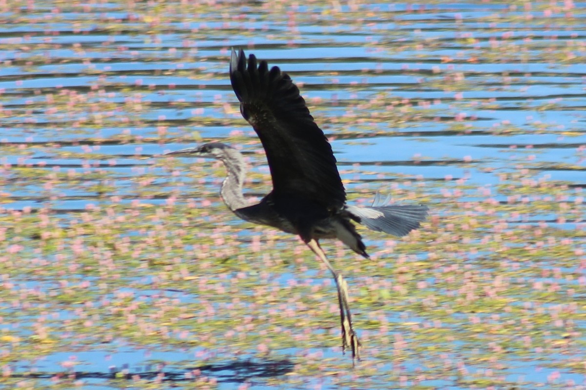 Great Blue Heron - ML601183281