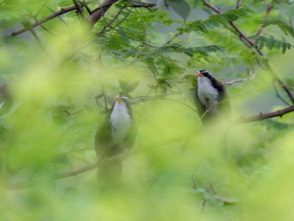 Indian Scimitar-Babbler - ML601183301