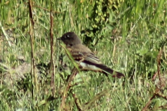 Black Phoebe - Jennifer Werrell