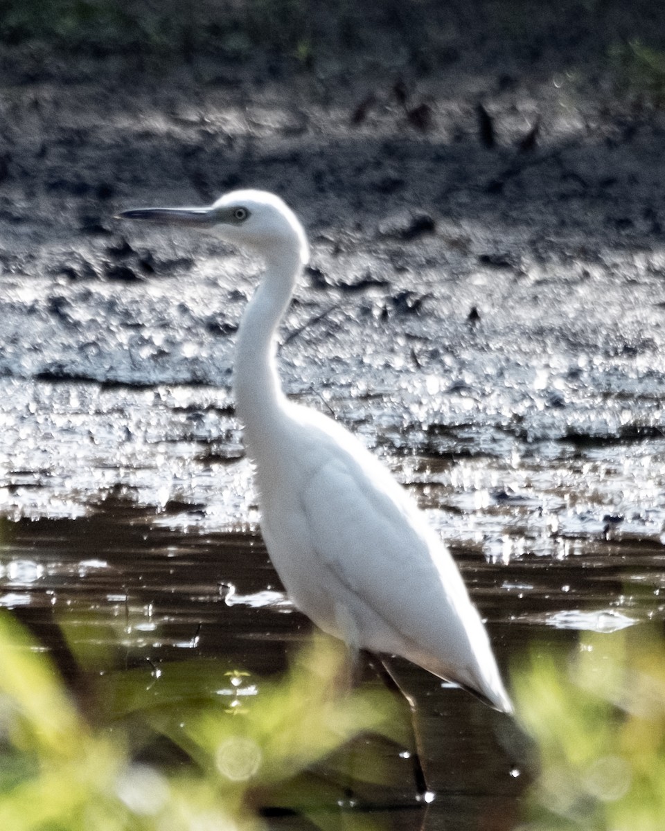 Little Blue Heron - ML601183611