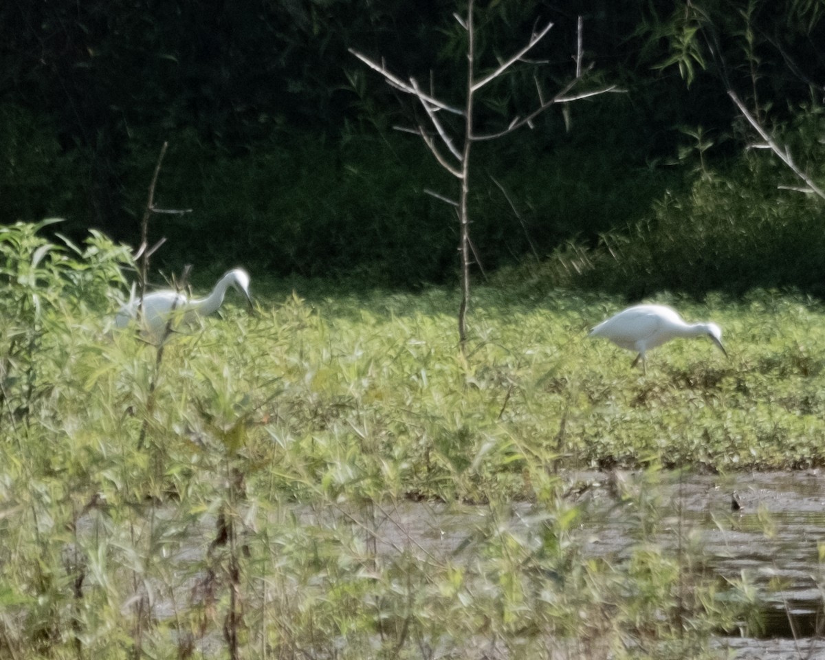Little Blue Heron - ML601183641