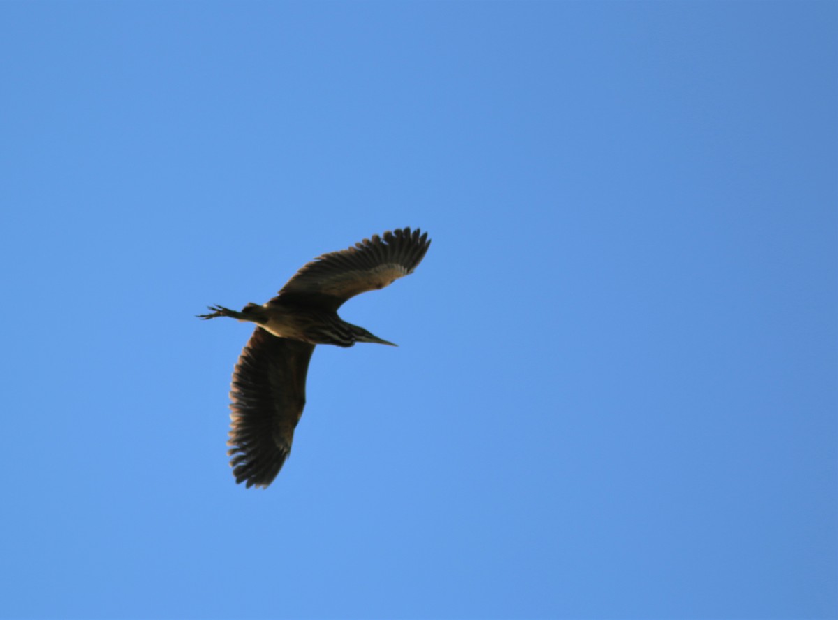 American Bittern - ML601184731