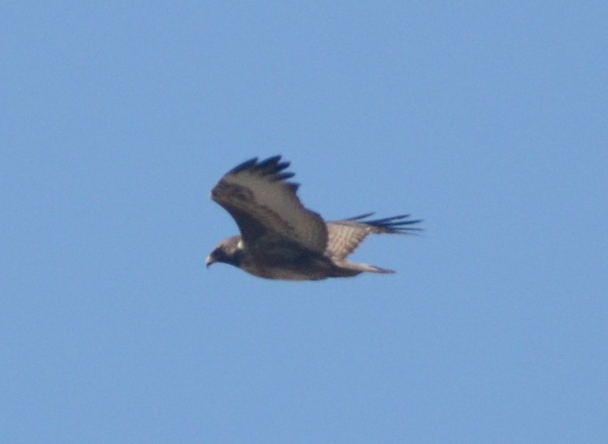 Jackal Buzzard - ML601186861