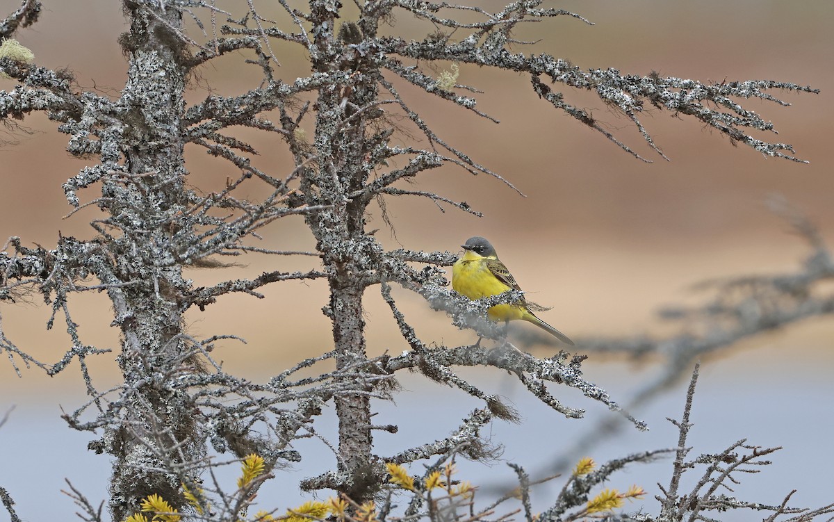 Western Yellow Wagtail (thunbergi) - Christoph Moning