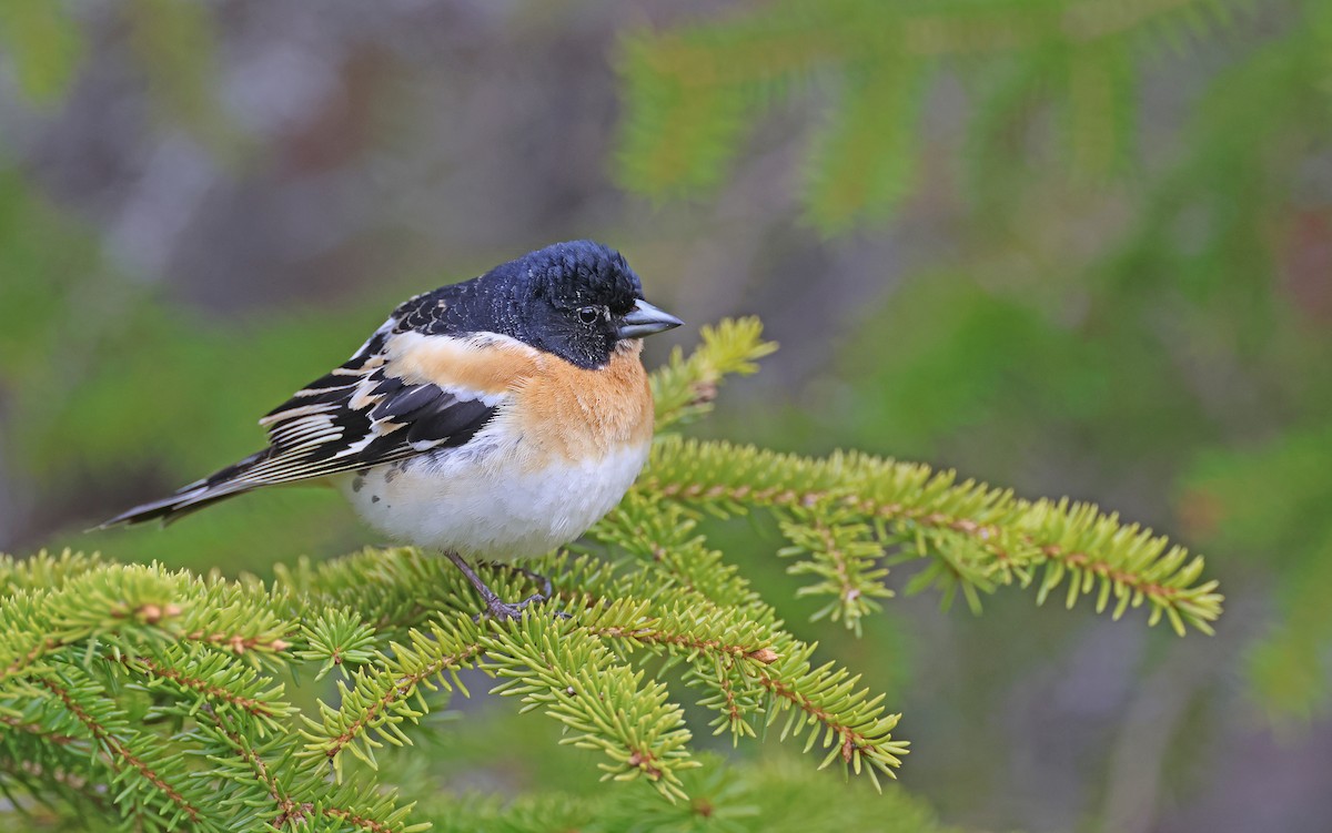 Brambling - ML601188761