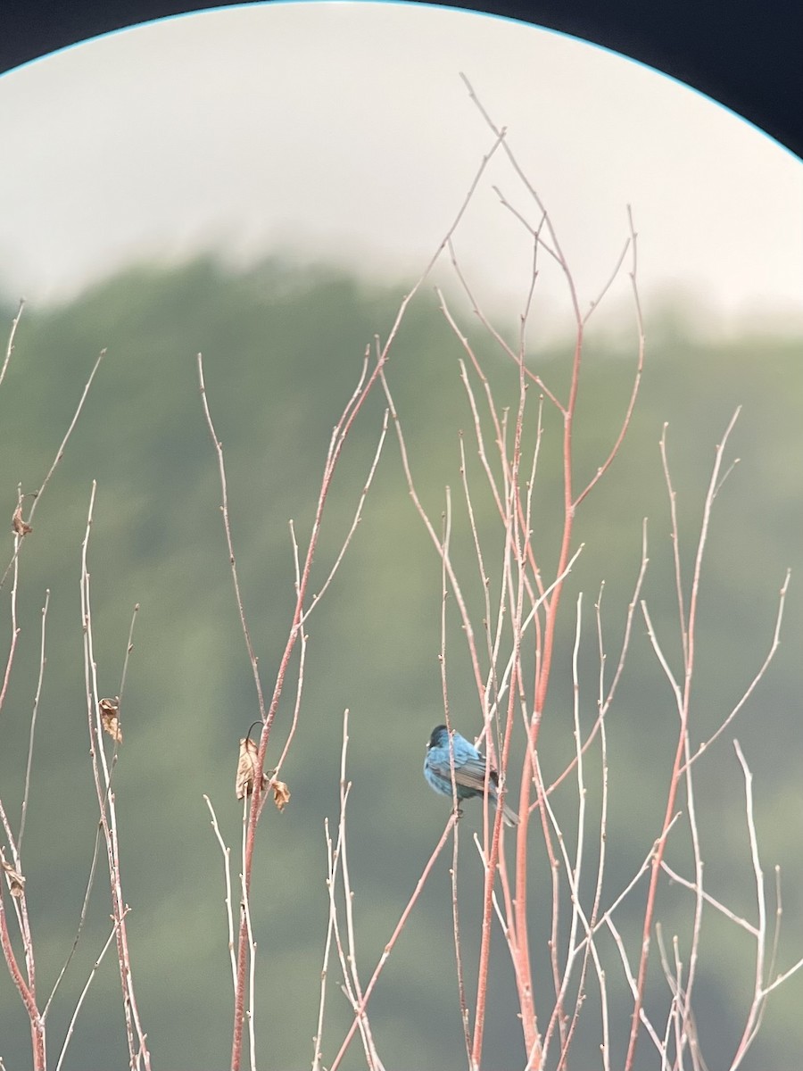 Indigo Bunting - Orion Lewinski