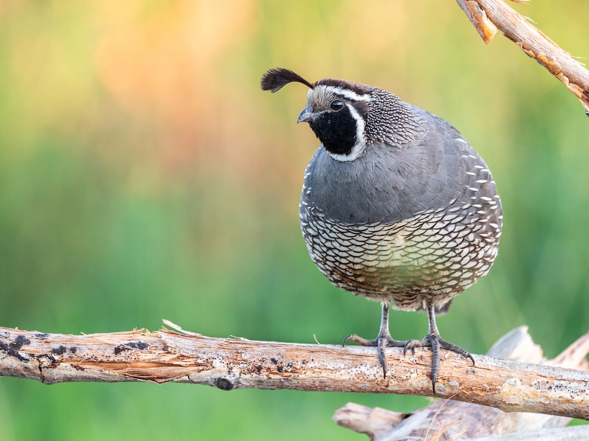 California Quail - Aidan Lorenz