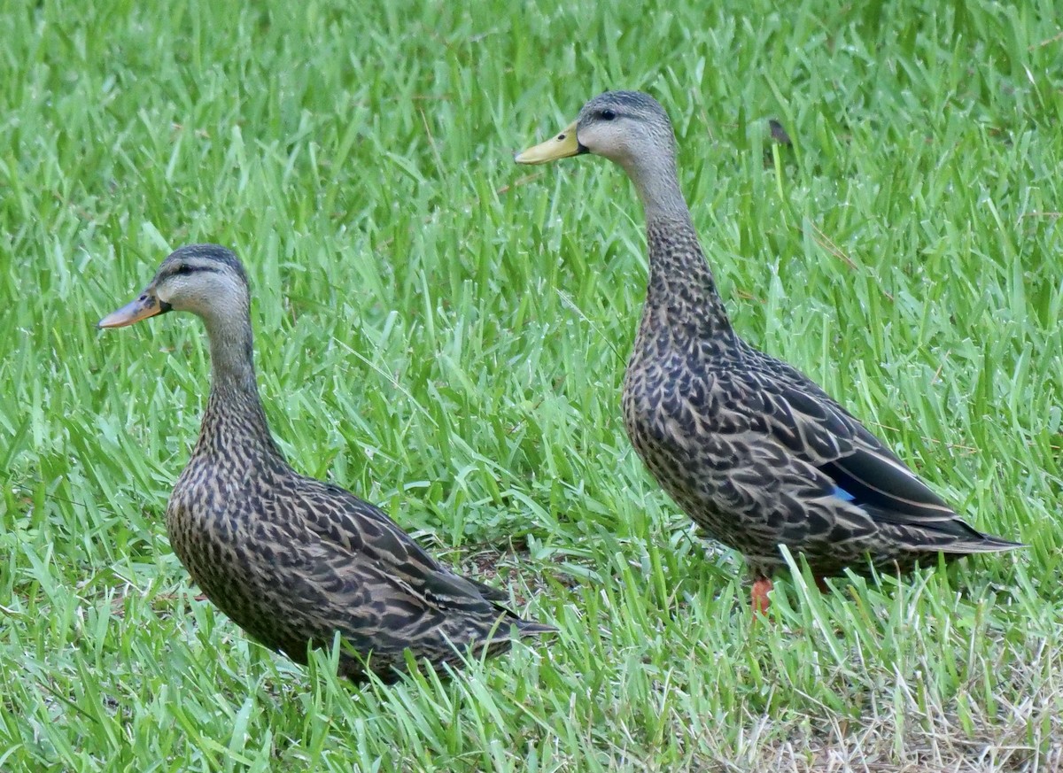 Mottled Duck - ML601190771