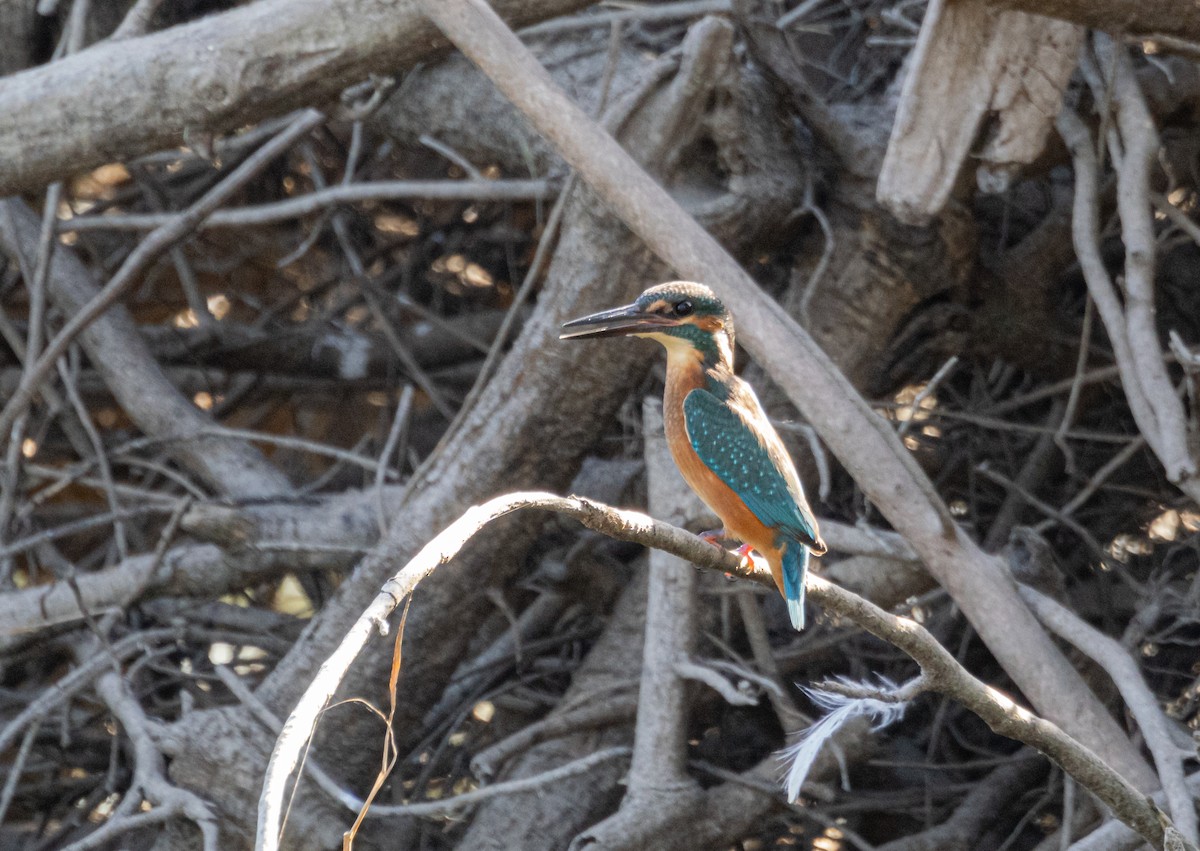 Common Kingfisher - ML601191221