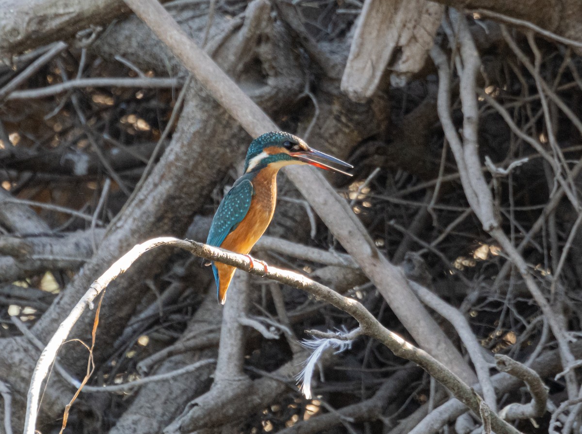 Common Kingfisher - ML601191231
