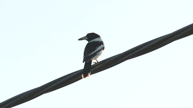 Pied Butcherbird - ML601191241