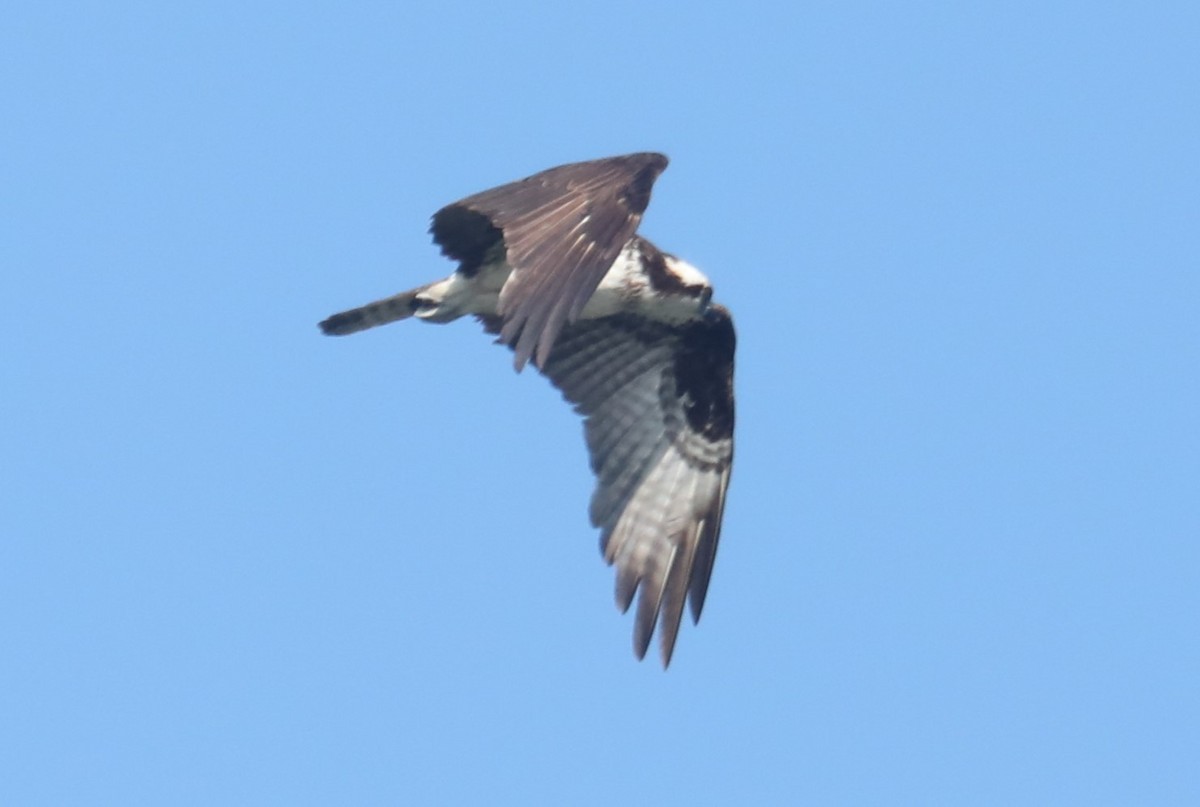 Águila Pescadora (carolinensis) - ML601191421