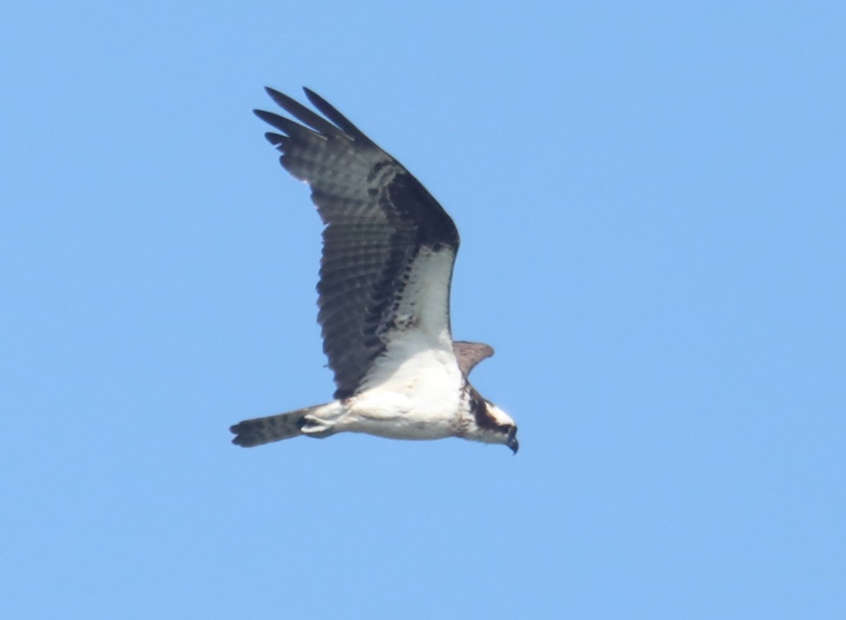 Águila Pescadora (carolinensis) - ML601191431