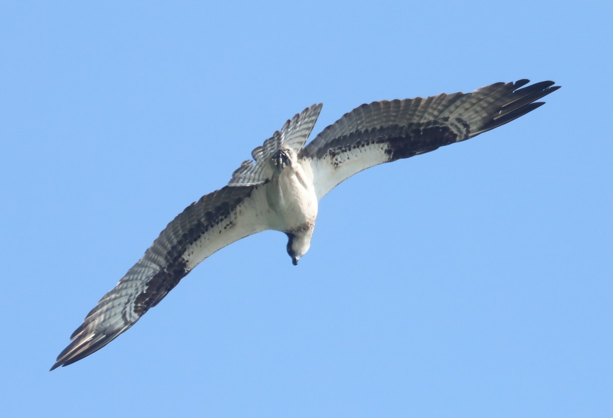 Águila Pescadora (carolinensis) - ML601191441