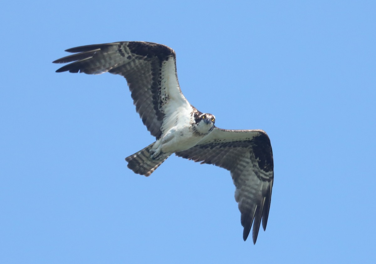 Águila Pescadora (carolinensis) - ML601191451