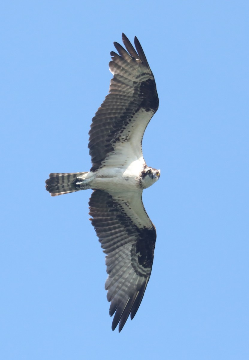 Osprey (carolinensis) - ML601191461