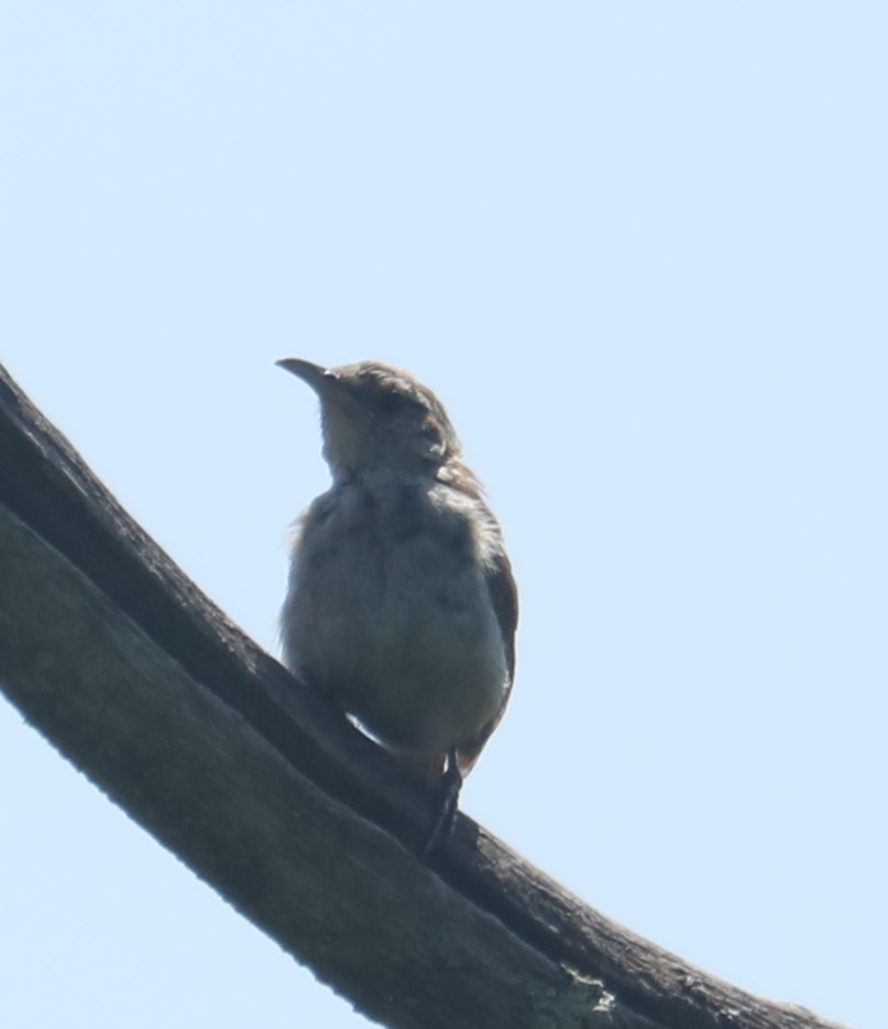 Carolina Wren - ML601192021