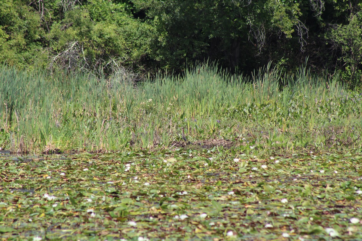 Green Heron - Jennifer Tafe