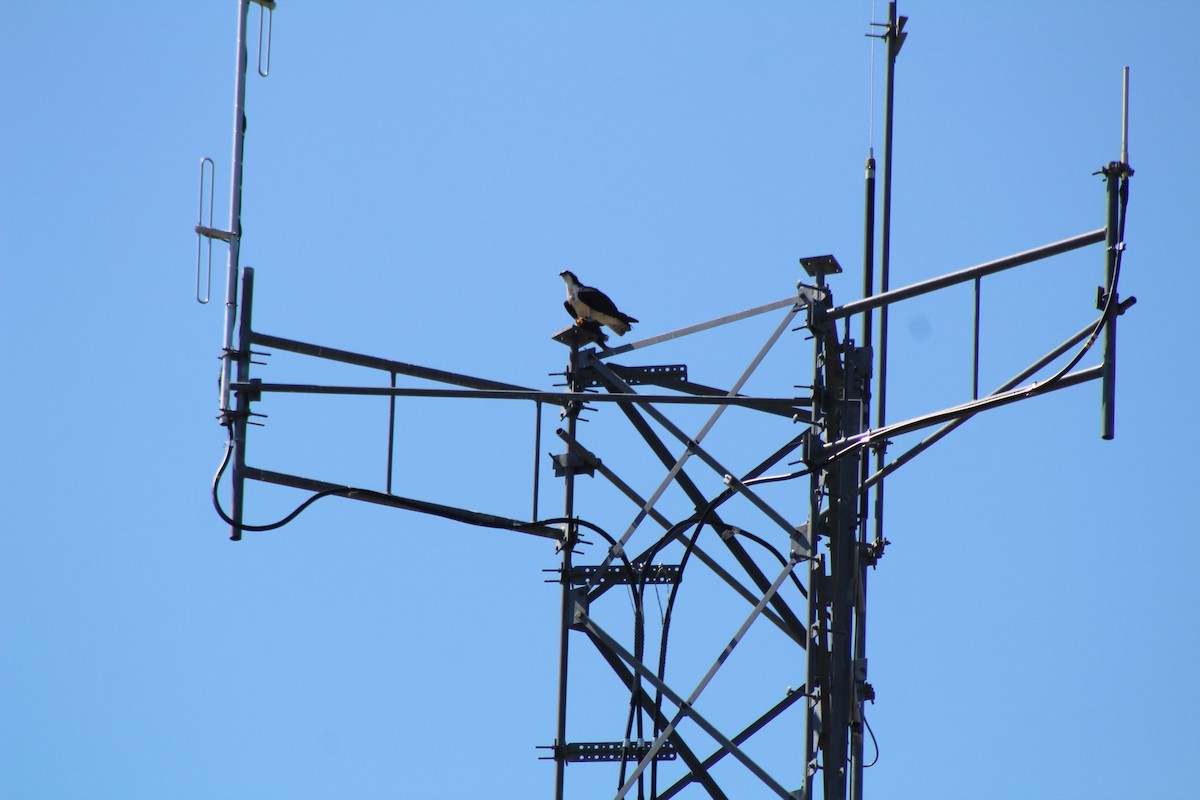 Águila Pescadora - ML601192541