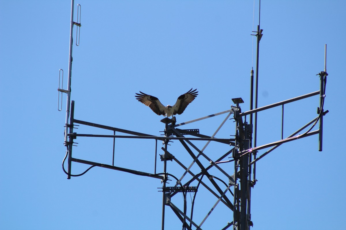 Osprey - Jennifer Tafe